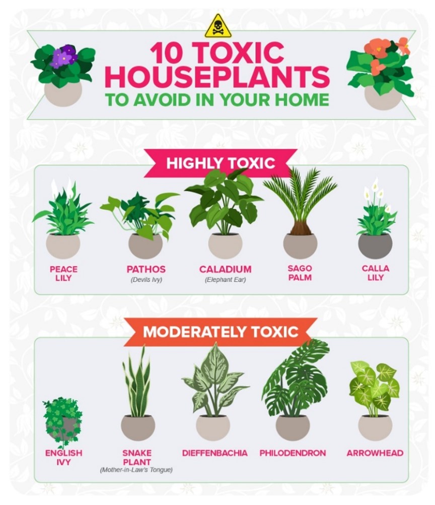 Houseplants not store toxic to animals